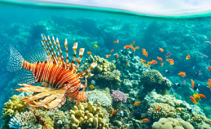 Capodanno a Sharm El Sheikh, Sunrise Diamond Beach Resort 5*
