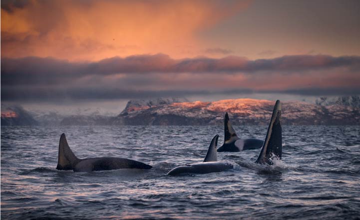 Orca Safari e Aurore Boreali